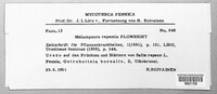 Melampsora epitea image
